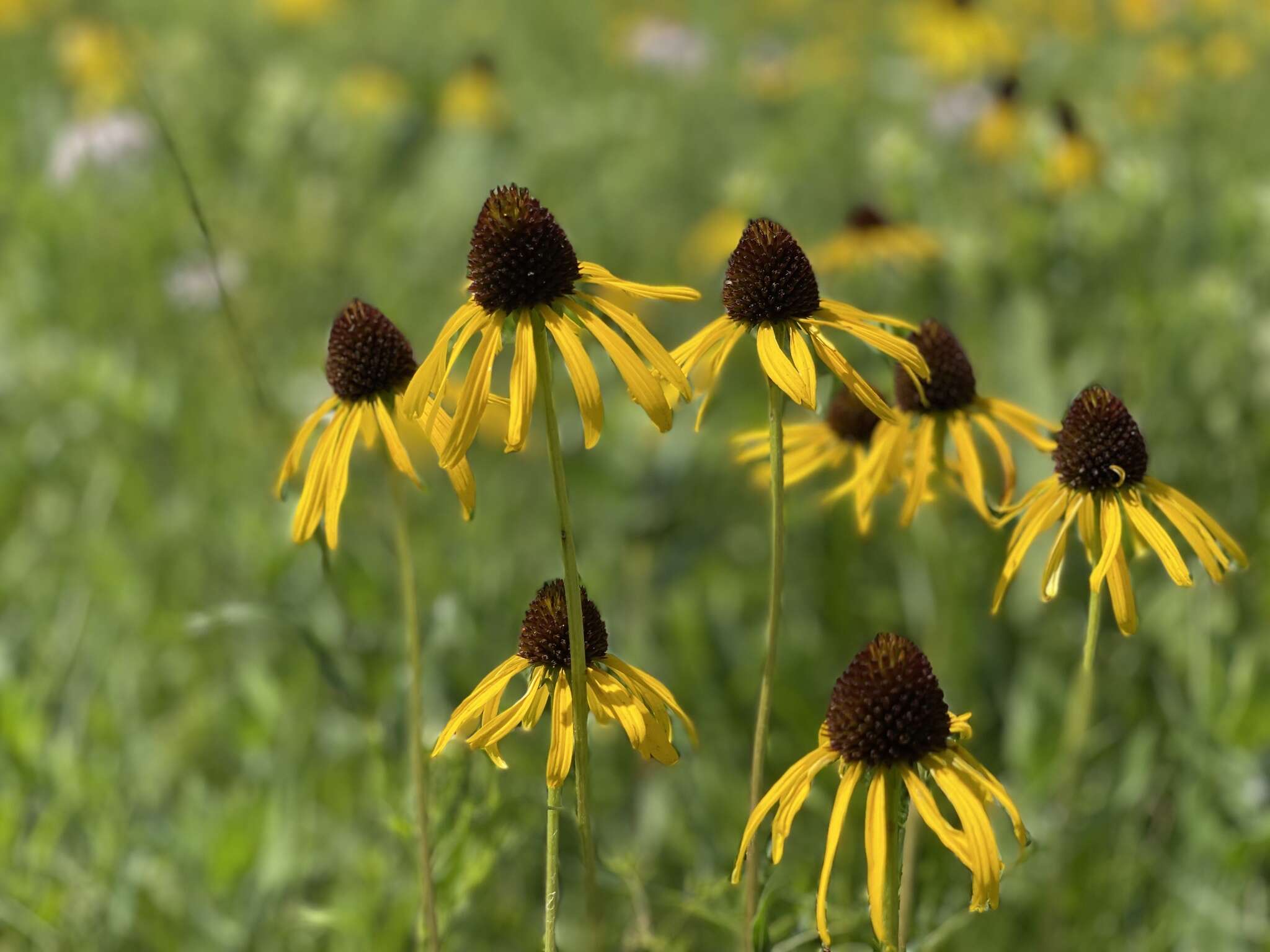 صورة <i>Echinacea <i>paradoxa</i></i> var. paradoxa