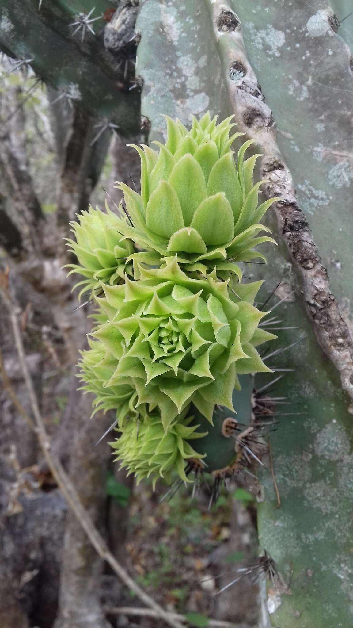 Image of Pachycereus gaumeri Britton & Rose