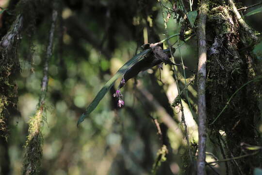 Imagem de Polystachya cultriformis (Thouars) Lindl. ex Spreng.