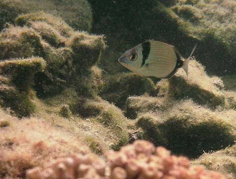 Image of Blacktail Bream