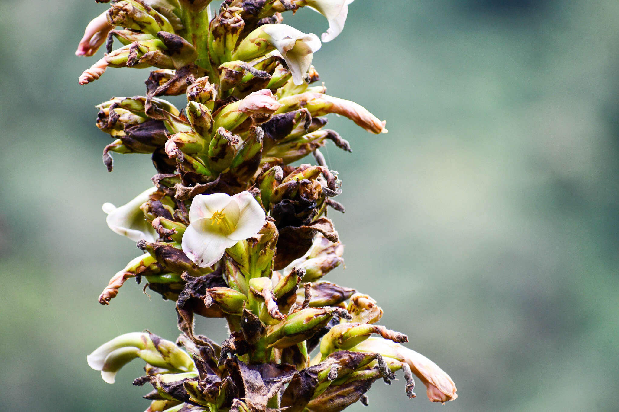 Image of Puya tillii Manzan.