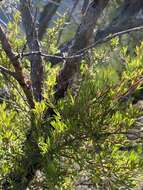 Sivun Leptospermum trinervium (Smith) J. Thompson kuva