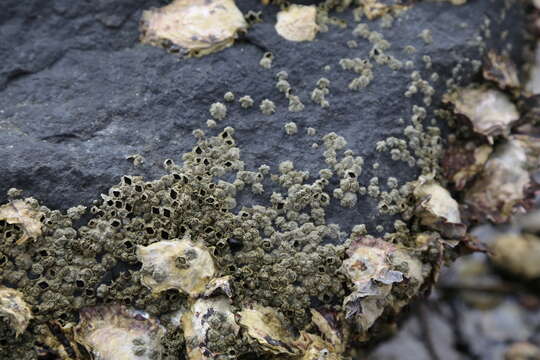 Image of New Zealand barnacle