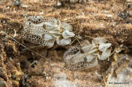 Image of Sycamore Lace Bug