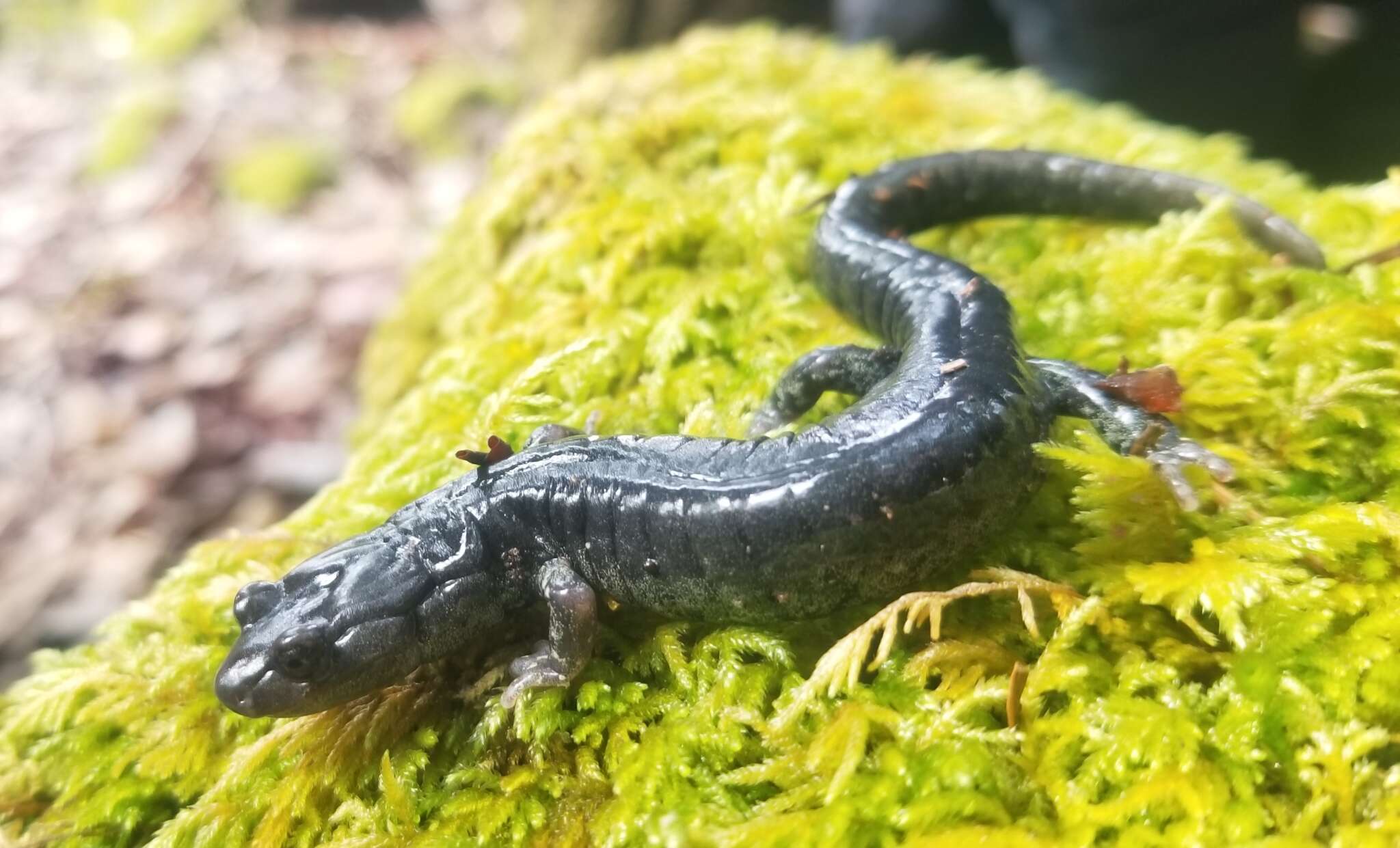 Image of Klamath Black Salamander