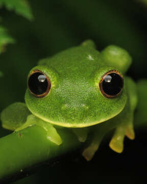 Image of Magdalena Giant Glass Frog