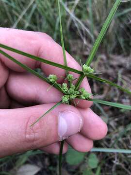 Imagem de Cyperus distinctus Steud.