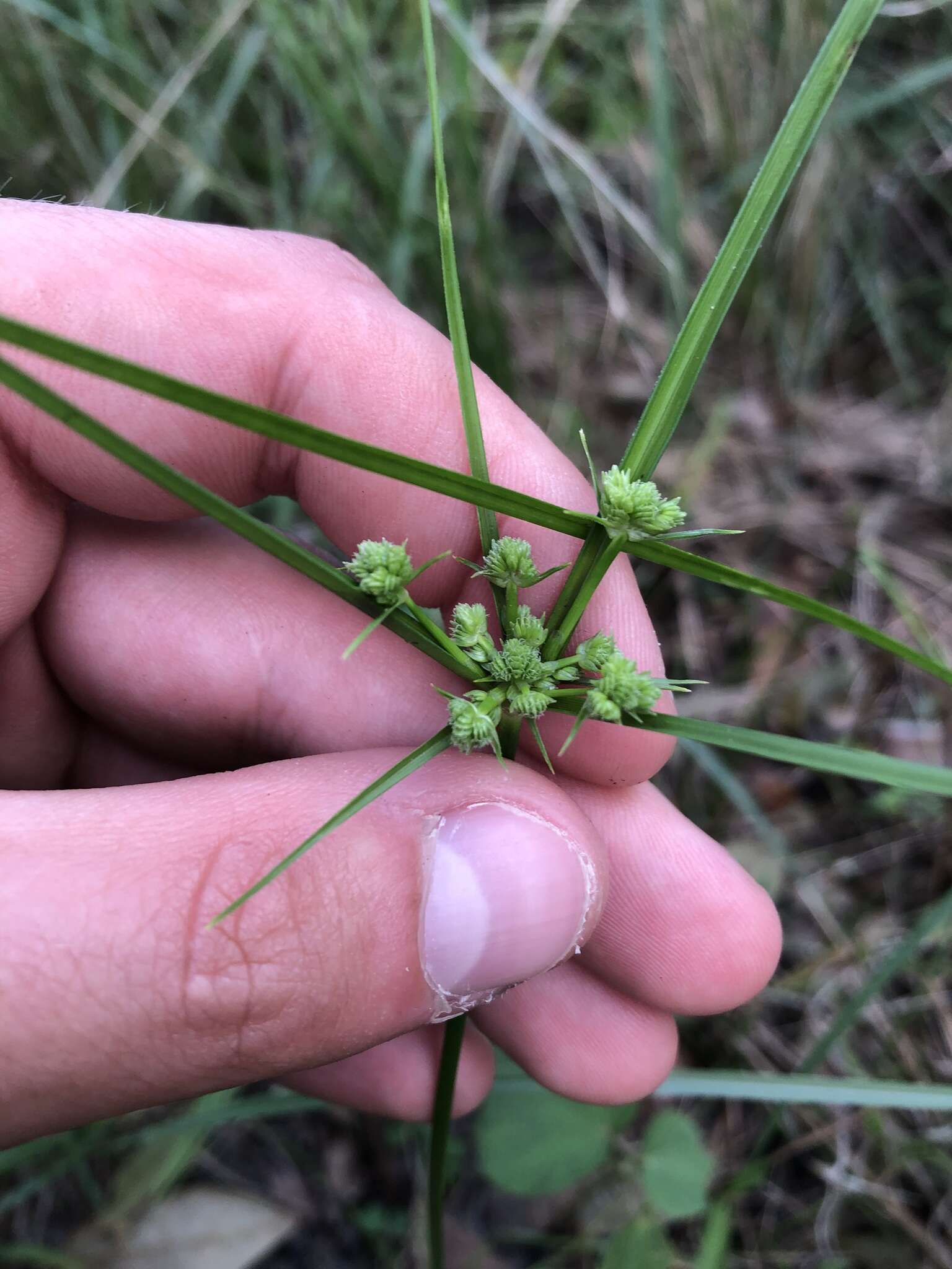 Image of Swamp Flat Sedge