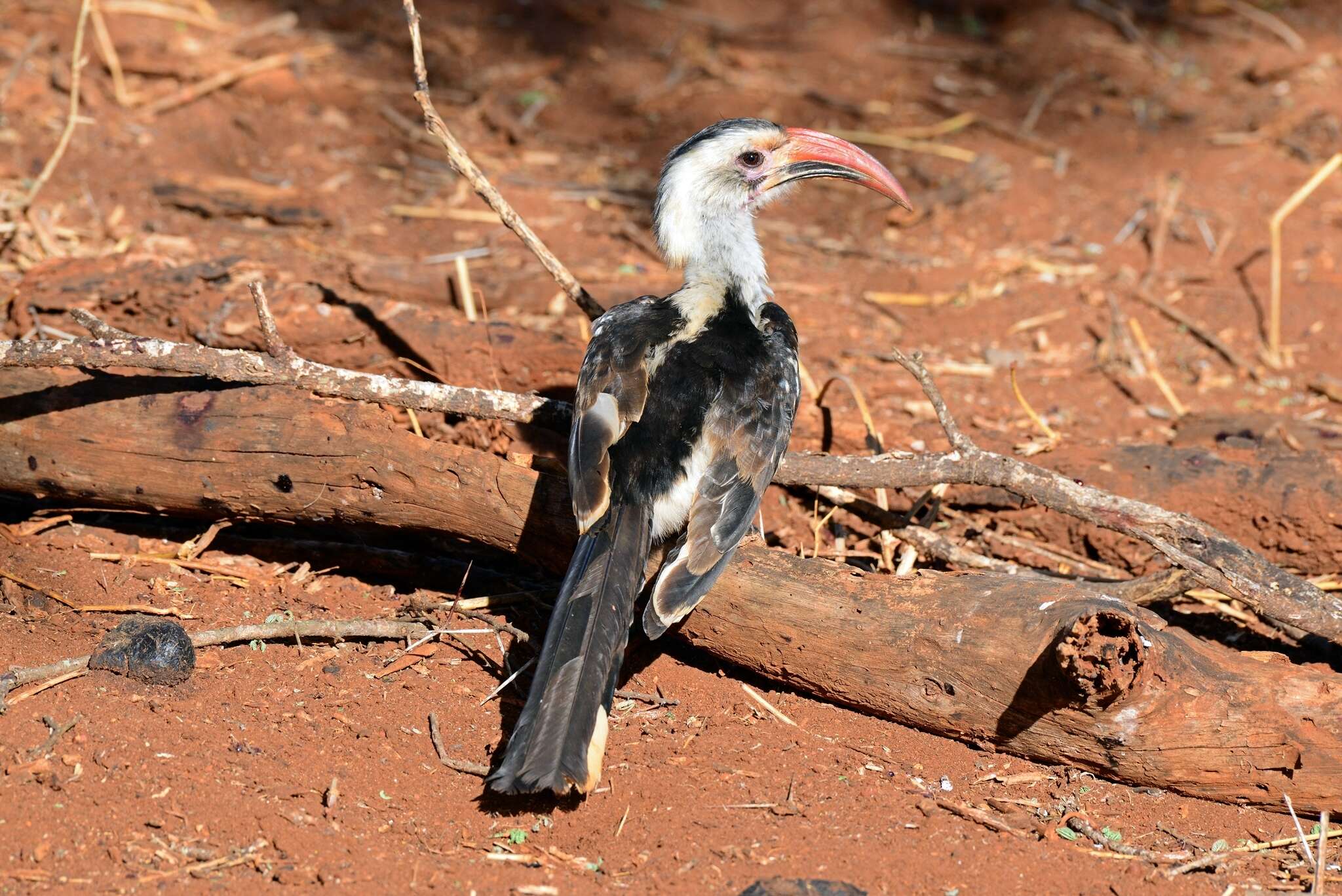 Image of Northern Red-billed Hornbill