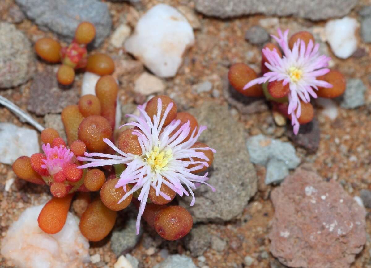 Image of Mesembryanthemum subtruncatum L. Bol.