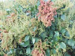 Imagem de Rumex lunaria L.