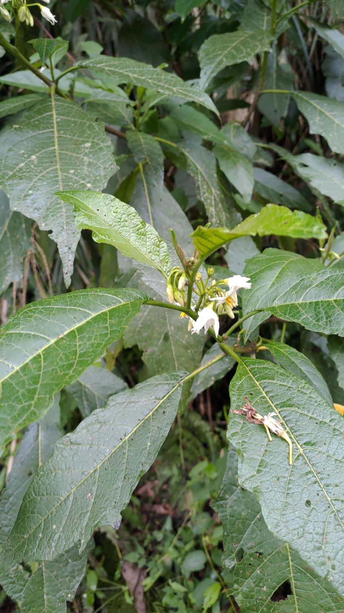 Image of <i>Solanum peikuoensis</i>