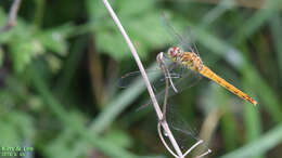 Image de Sympetrum frequens (Selys 1883)