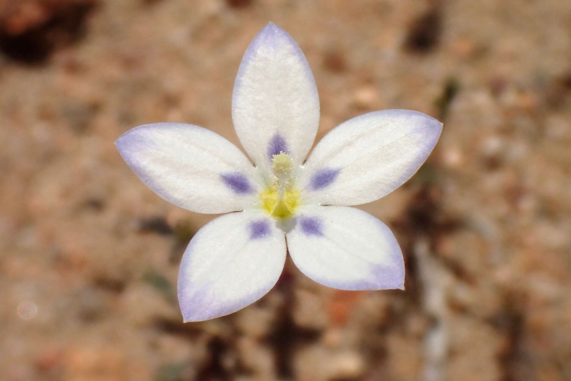 Image of Wahlenbergia annularis A. DC.