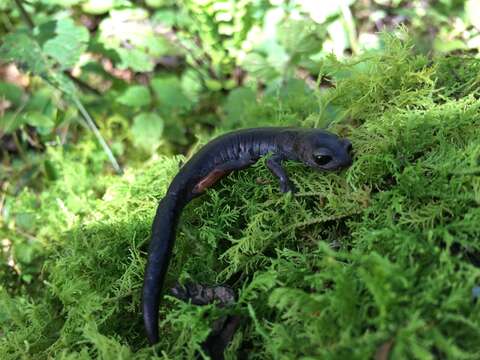 Image of Coffee Grove Salamander