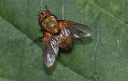 Sivun Allophorocera ferruginea (Meigen 1824) kuva