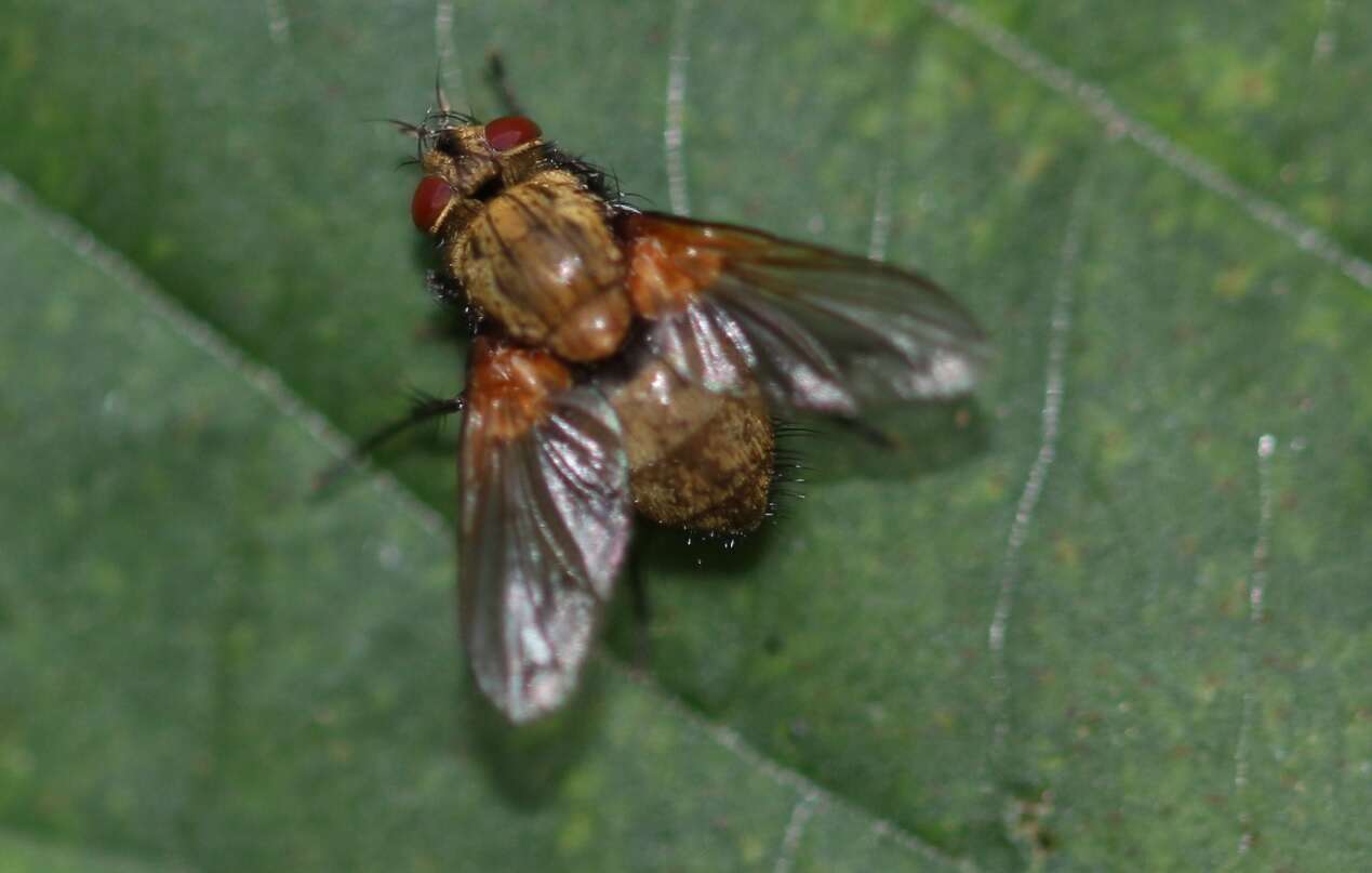 Allophorocera ferruginea (Meigen 1824)的圖片