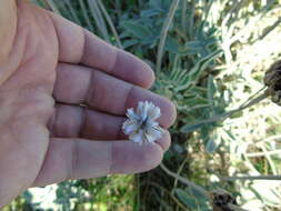 Image of Armeria canescens (Host) Boiss.