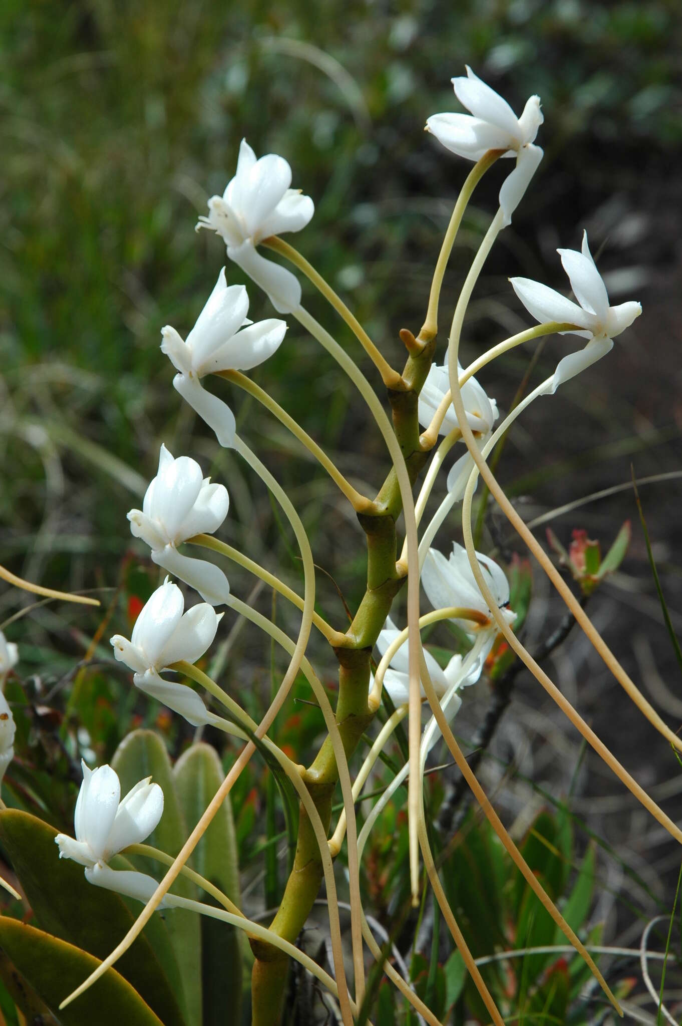 Image de Aerangis ellisii (B. S. Williams) Schltr.