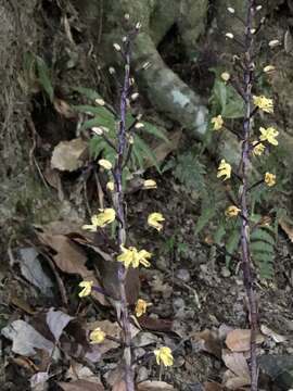 Image of Aphyllorchis montana Rchb. fil.