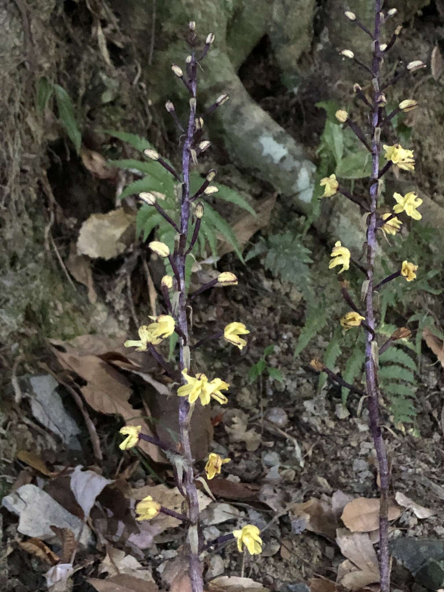 Image of Aphyllorchis montana Rchb. fil.