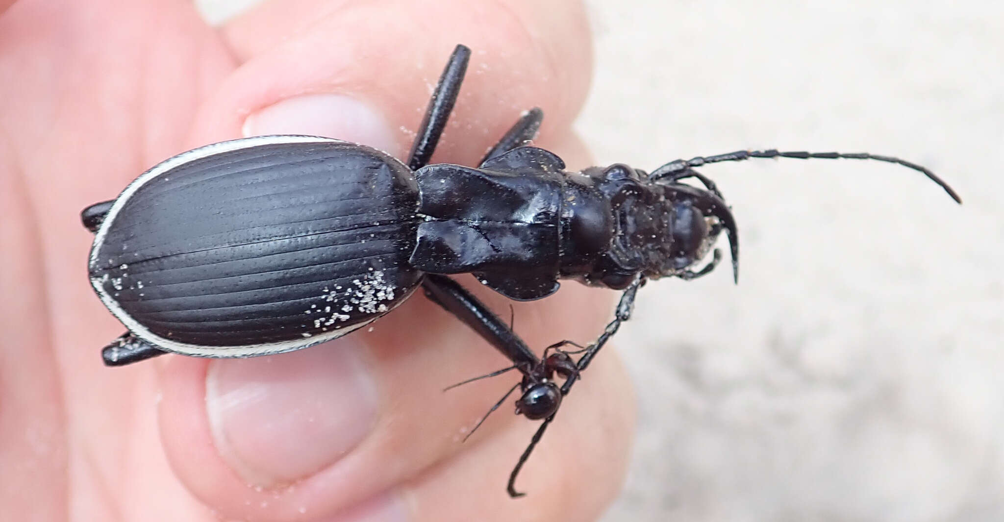 Слика од Anthia (Anthia) circumscripta circumscripta Klug 1853