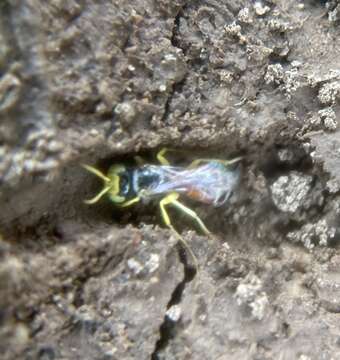 Image of Calliopsis anomoptera Michener 1942