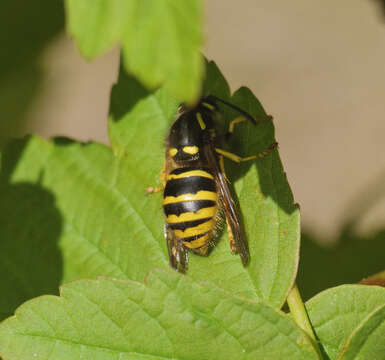 Image of Dolichovespula sylvestris (Scopoli 1763)