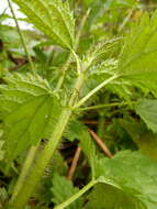 Image of Urtica kioviensis Rogow.