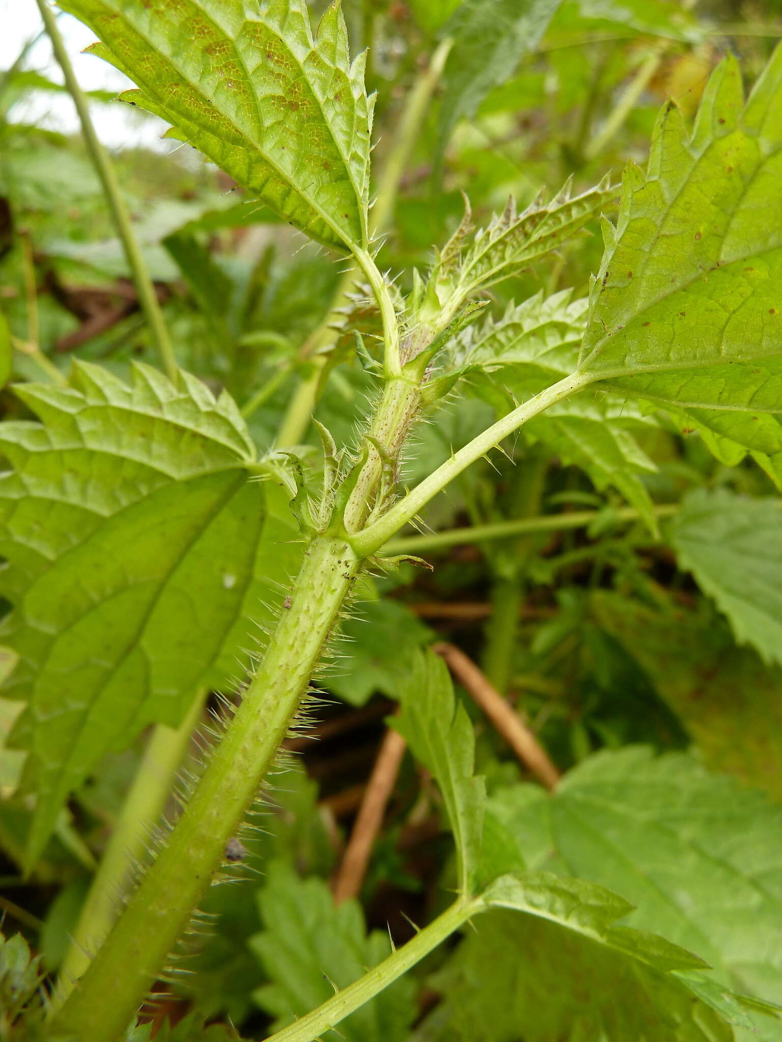 Слика од Urtica kioviensis Rogow.