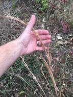 Image of Broomsedge Bluestem