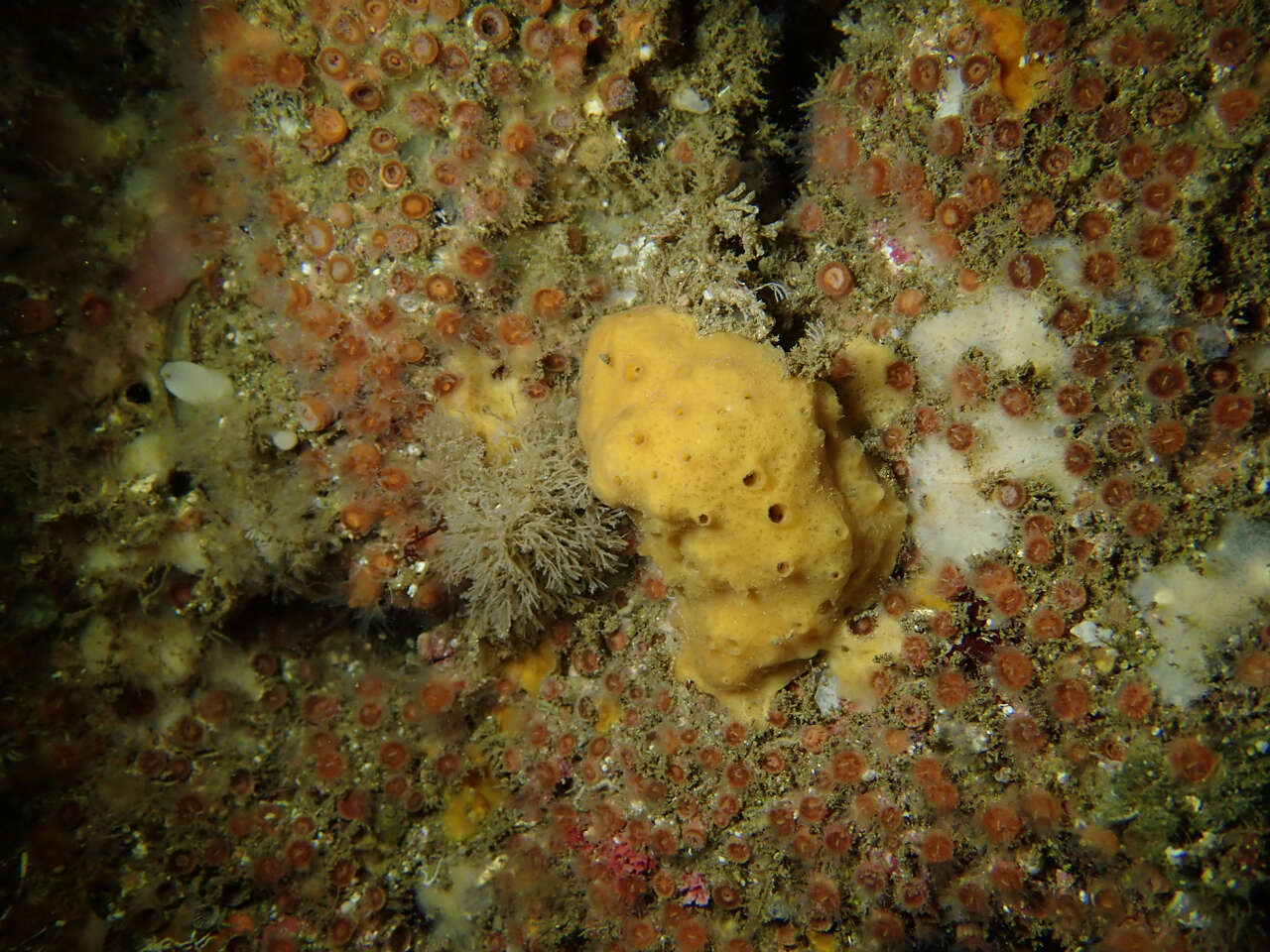 Image of Aggregating Cup Coral