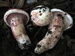 Image of Hygrophorus russula (Schaeff. ex Fr.) Kauffman 1918