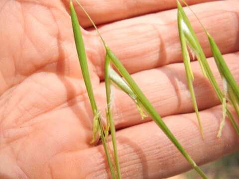 Anisopogon resmi