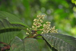 Image of Chrysochlamys grandifolia (L. O. Williams) B. E. Hammel