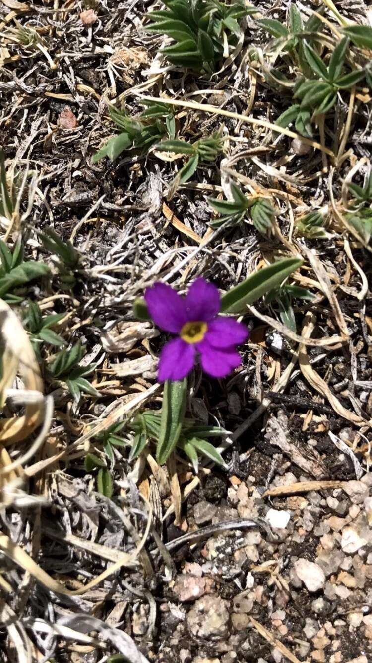 Image of alpine primrose