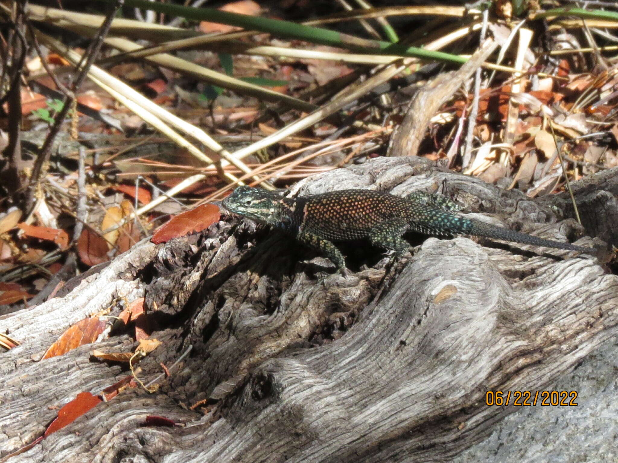 Image of Sceloporus jarrovii jarrovii Cope 1875