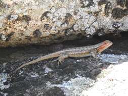 Image of Southern Sagebrush Lizard