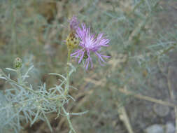 Image of spotted knapweed