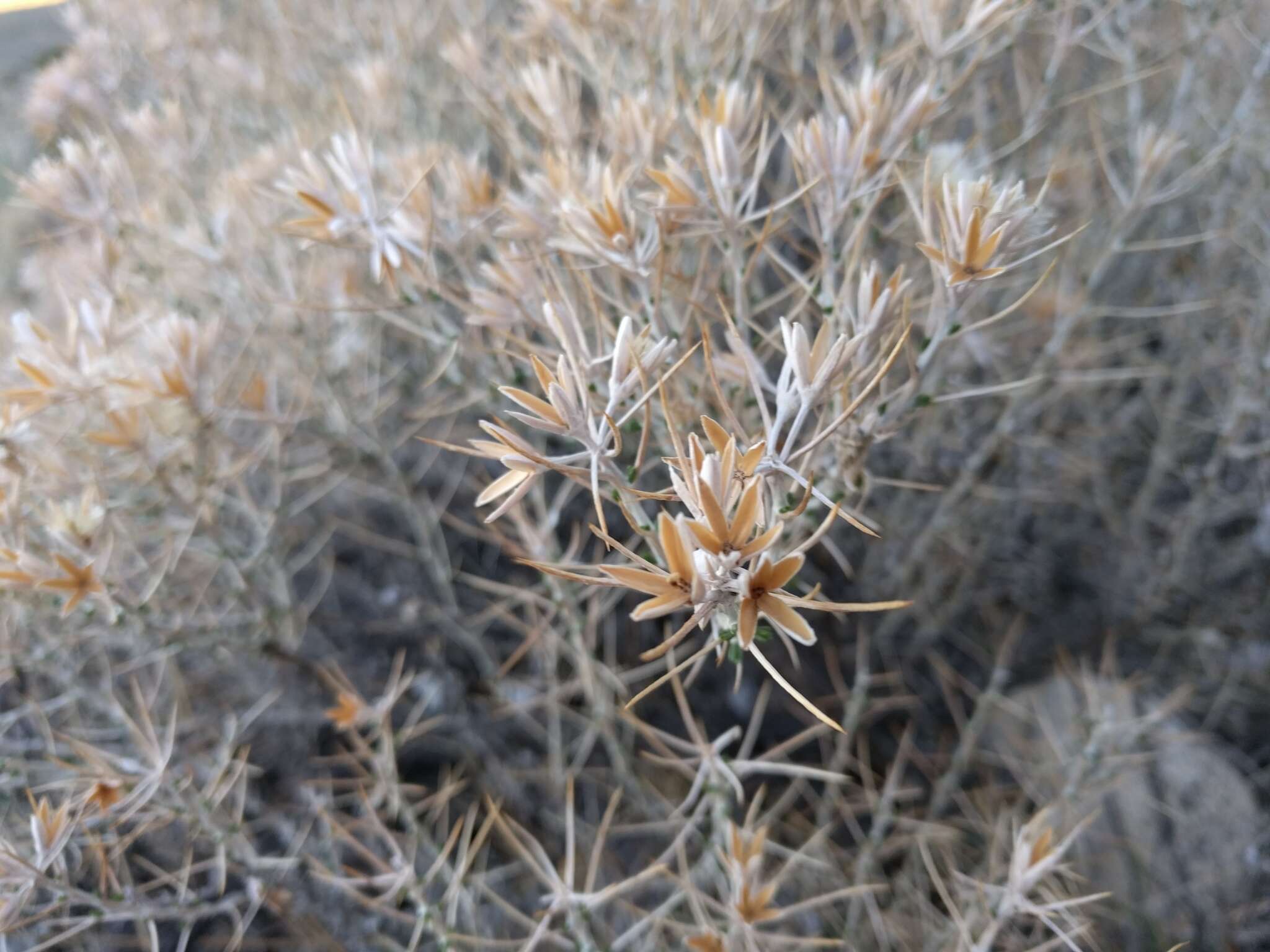 Image of striped cottonthorn