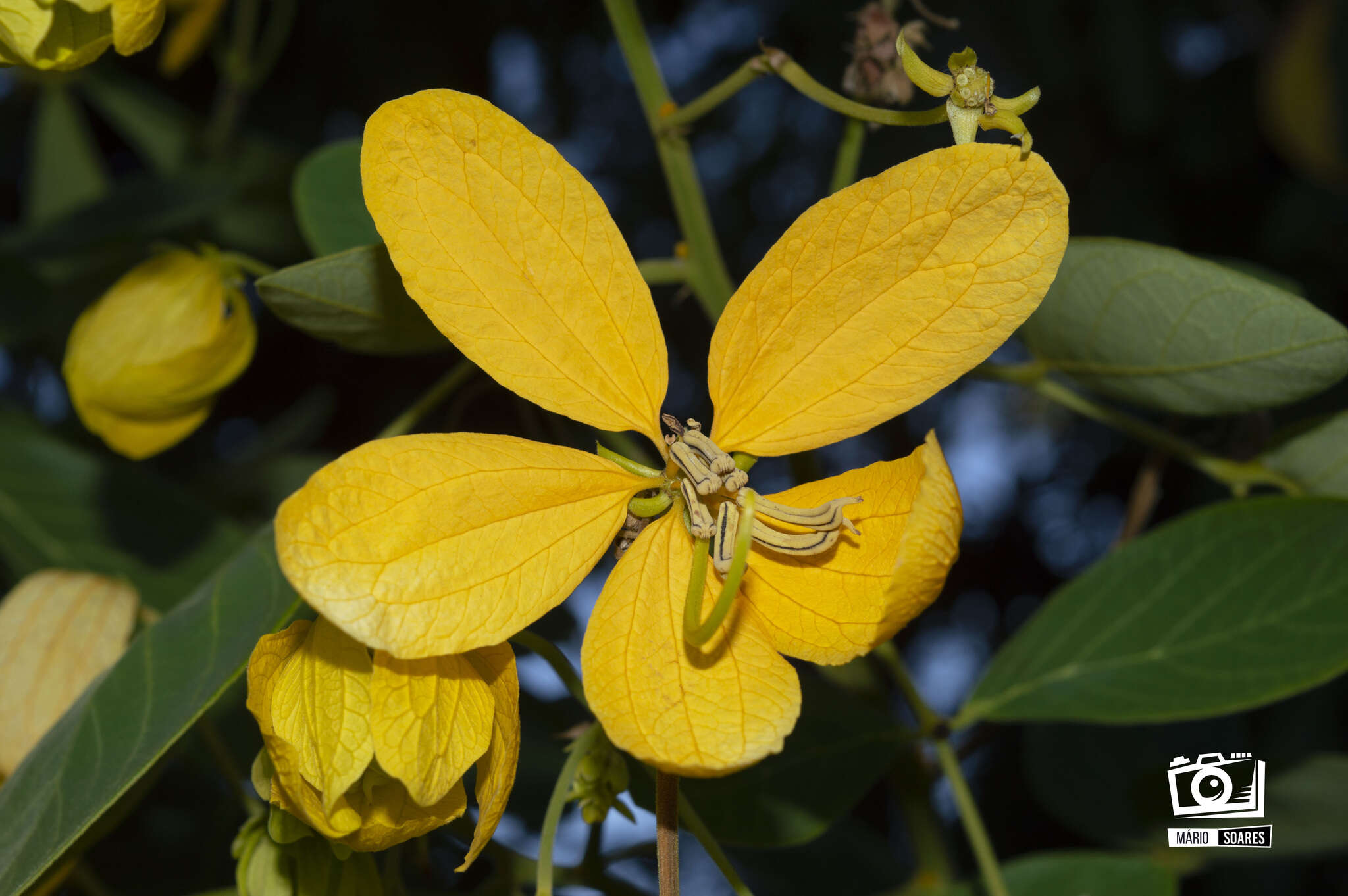 Senna macranthera (Collad.) H. S. Irwin & Barneby resmi