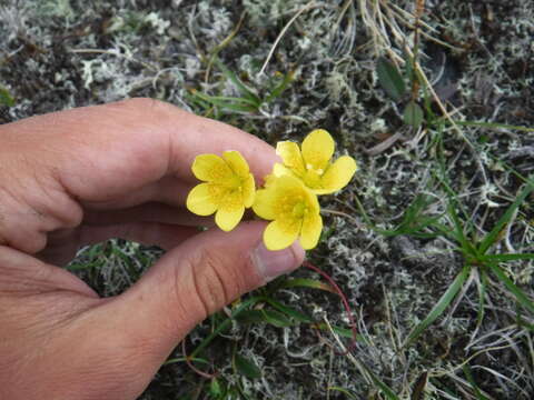 Слика од Saxifraga flagellaris subsp. flagellaris