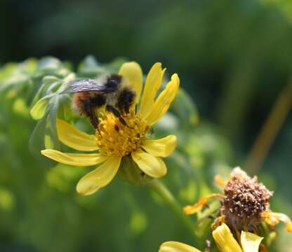 Image of Forest Bumble Bee