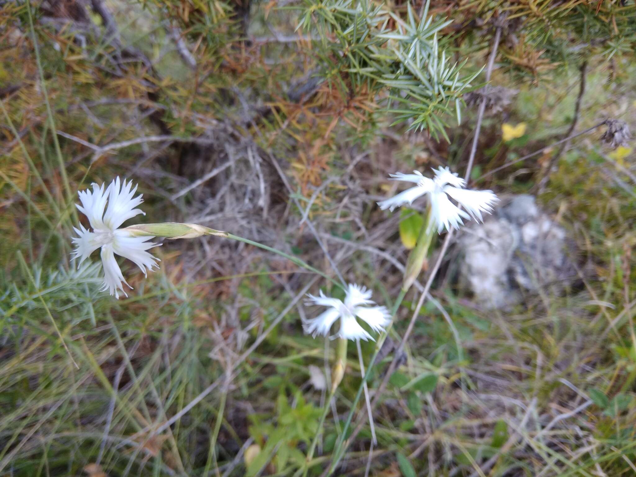 صورة Dianthus awaricus Charadze