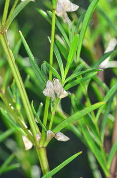 Image de Prostanthera nivea A. Cunn. ex Benth.