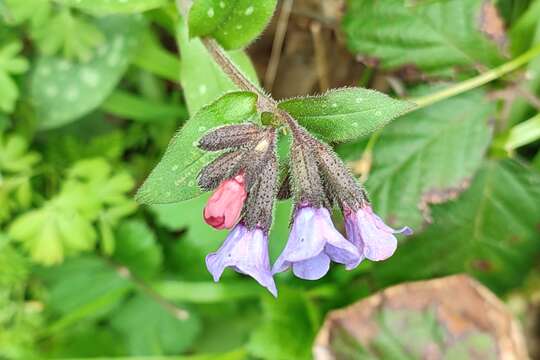 Pulmonaria affinis Jordan resmi