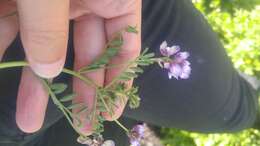 Imagem de Astragalus tener var. ferrisiae A. Liston