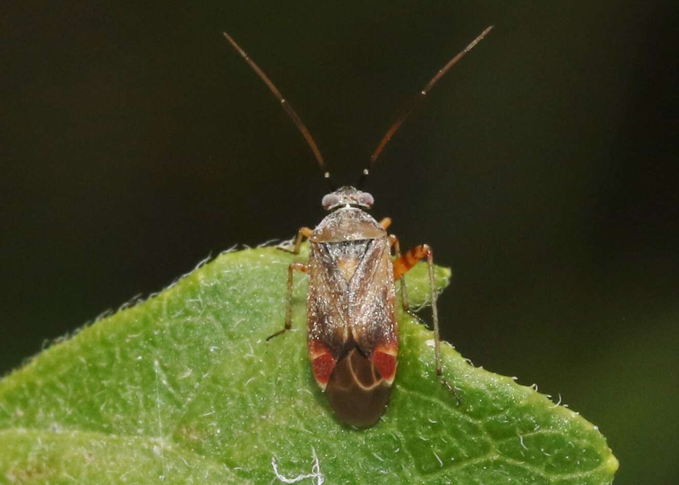 Image of Polymerus basalis (Reuter 1876)