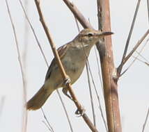 Image of Clamorous Reed Warbler