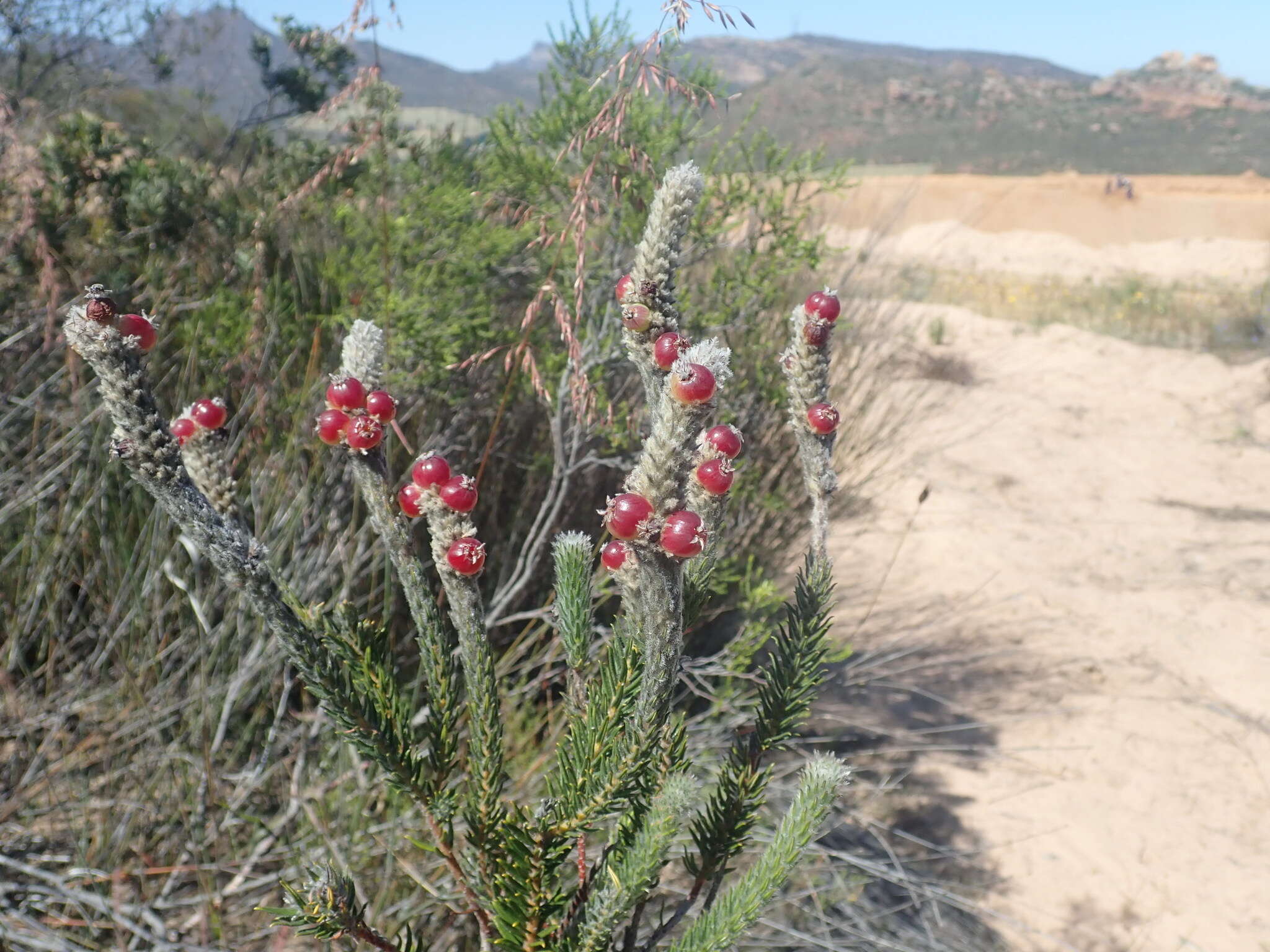 Image of Phylica cylindrica Wendl.